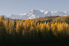 A stunning mountain range with snow-capped peaks surrounded by a vibrant forest in autumn colours, symbolising the importance of nature in sustainability efforts for eco-friendly small businesses.